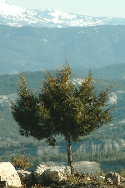 a lone tree sits in the foreground of rocky terrain