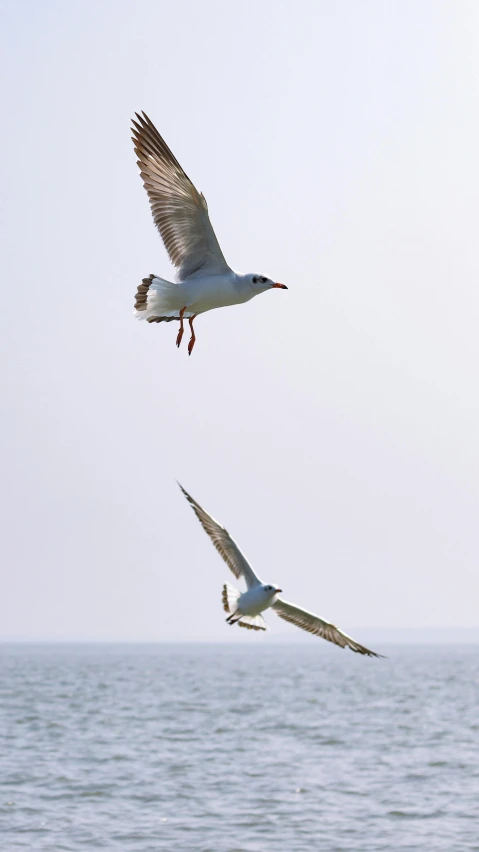 two seagulls are flying over the ocean