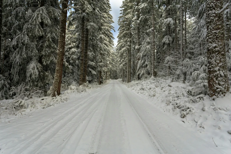 the trees are covered with snow and the path is empty