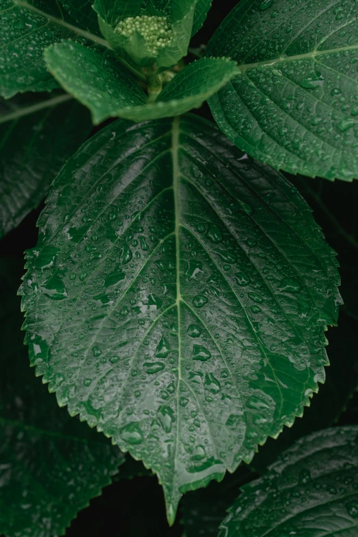 the leaves are green and have water droplets on them