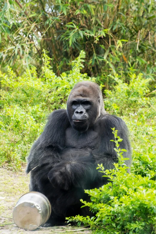 a gorilla sitting in some bushes, while holding onto a barrel