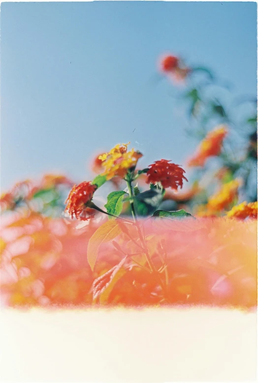 a picture of flowers on top of a mountain