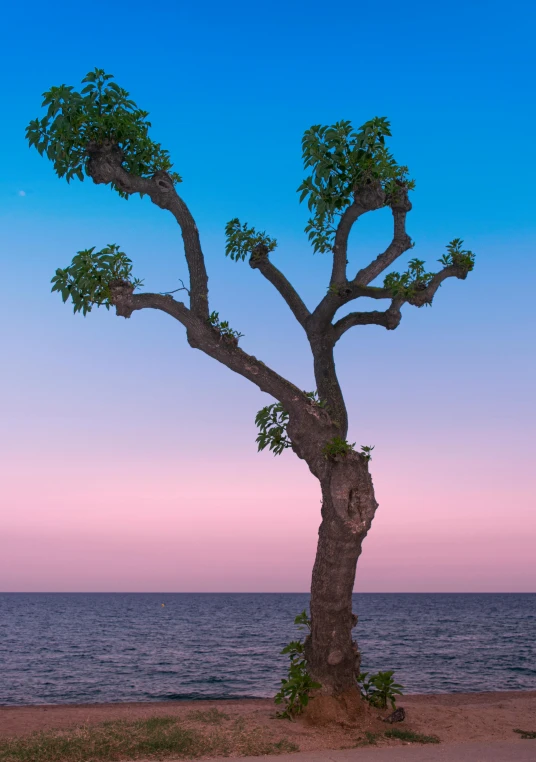 a tree is on the shore of the ocean