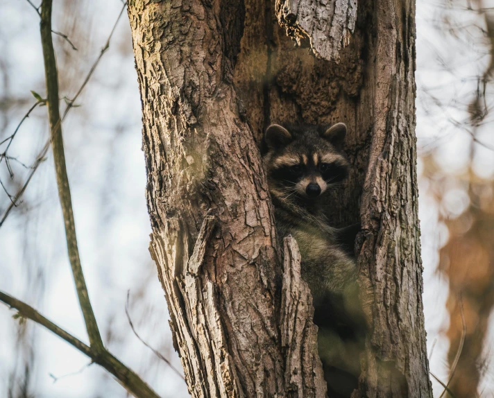 a rac climbing up the side of a tree