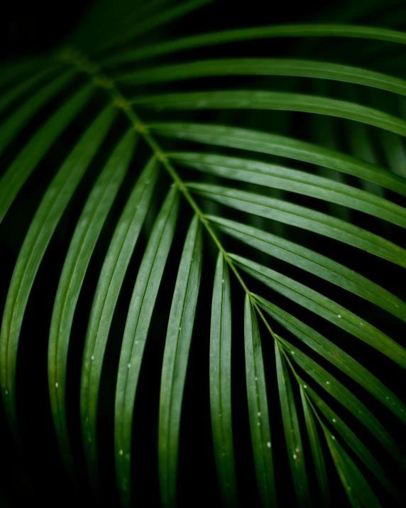 the dark green palm leaves are still hanging on the plant