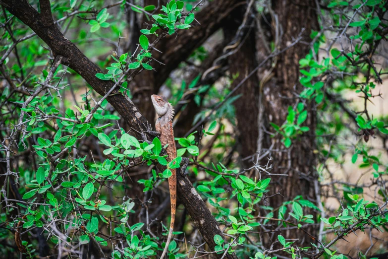 the lizard is peeking out from the thicket of trees