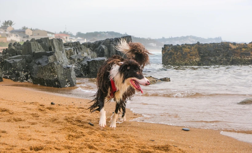 a dog on a beach, running with a frisbee in its mouth