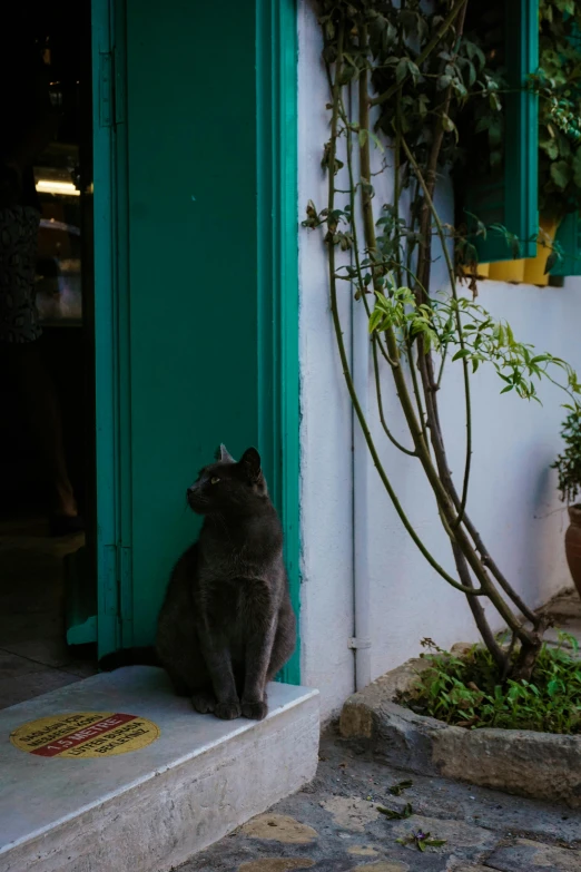 a cat sitting on steps next to a green door