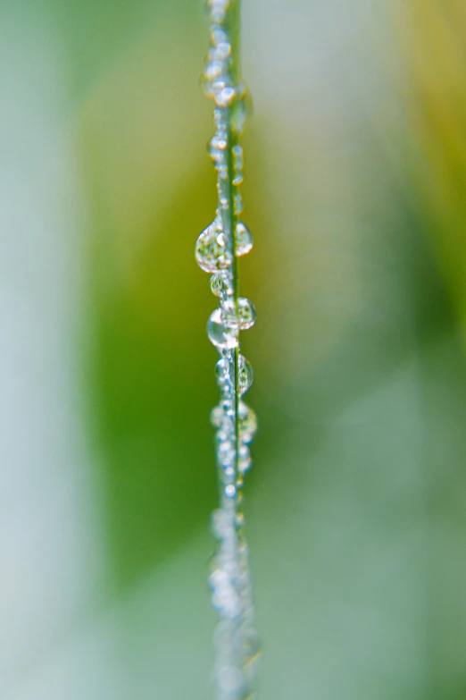 water drops hanging from a long thin stem