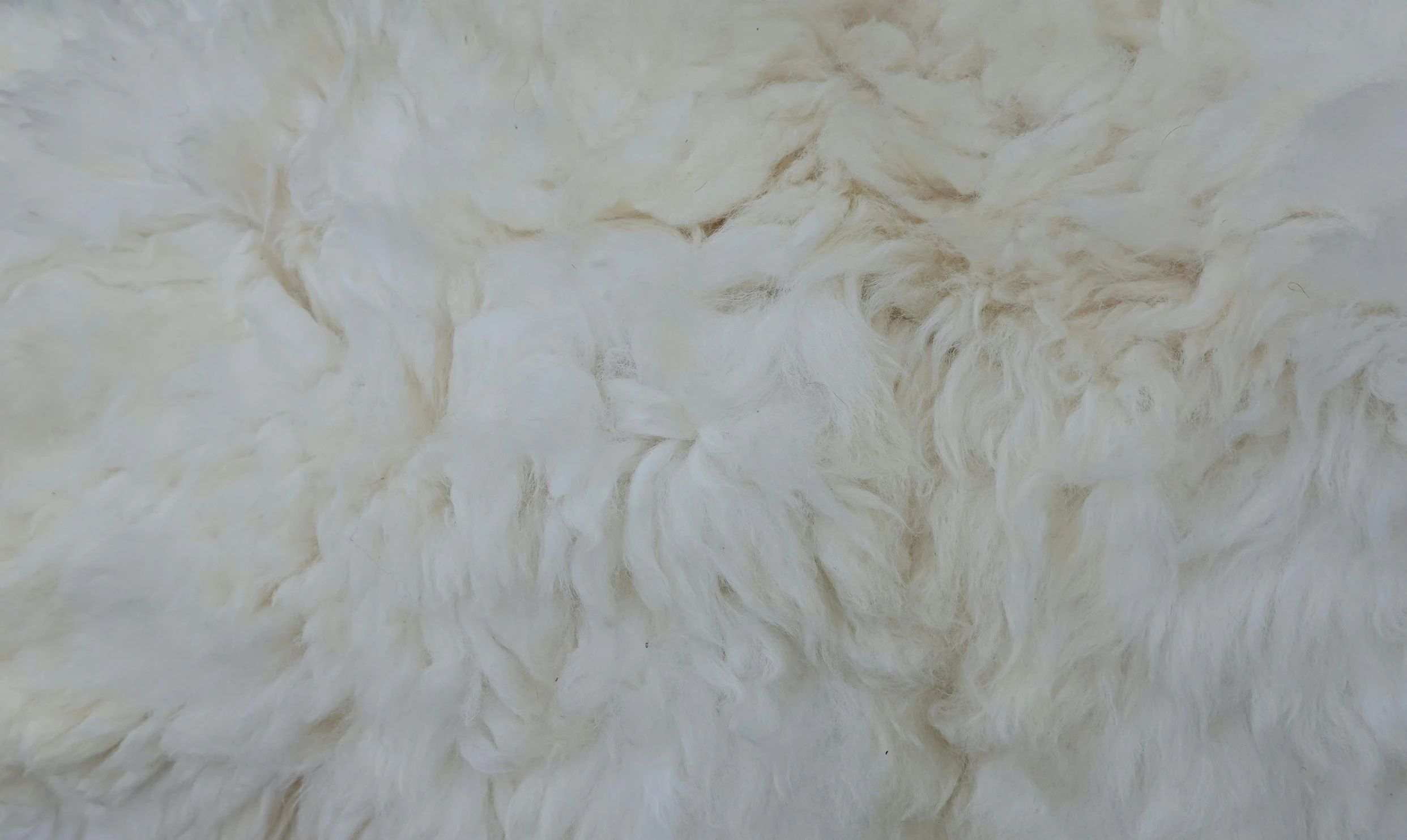 a close up s of a sheep's wool with a very thick coat