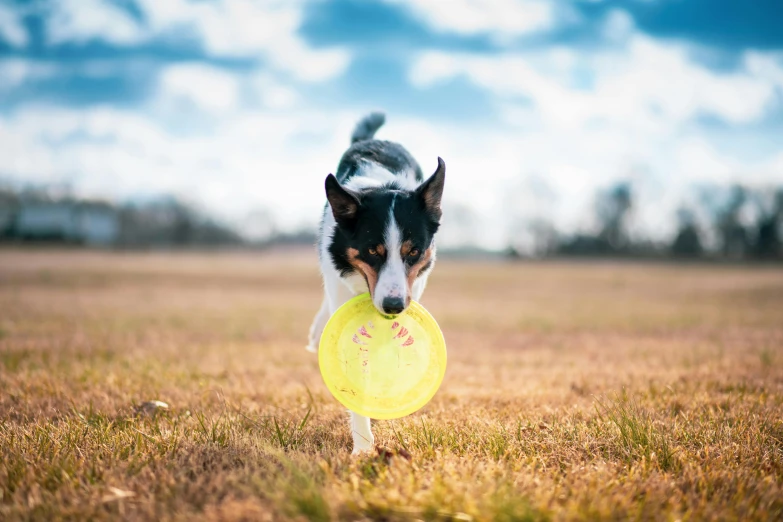 a dog in a field holding a frisbee