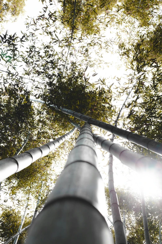 looking up at the trunks of trees in an forest