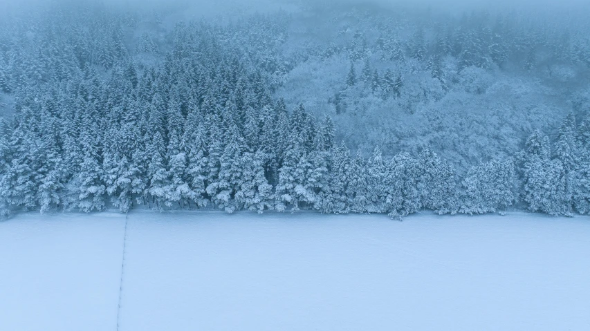 an extreme closeup of a tree covered in snow