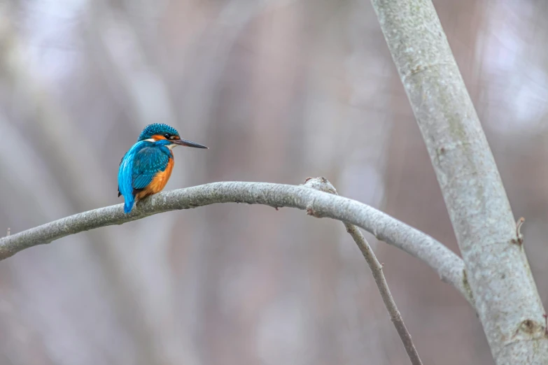 a small blue bird on a thin nch