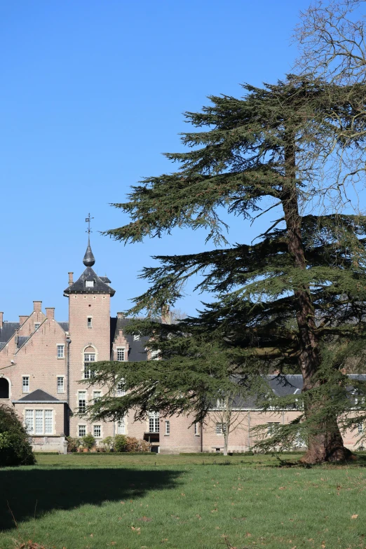 a tree stands in front of a large house