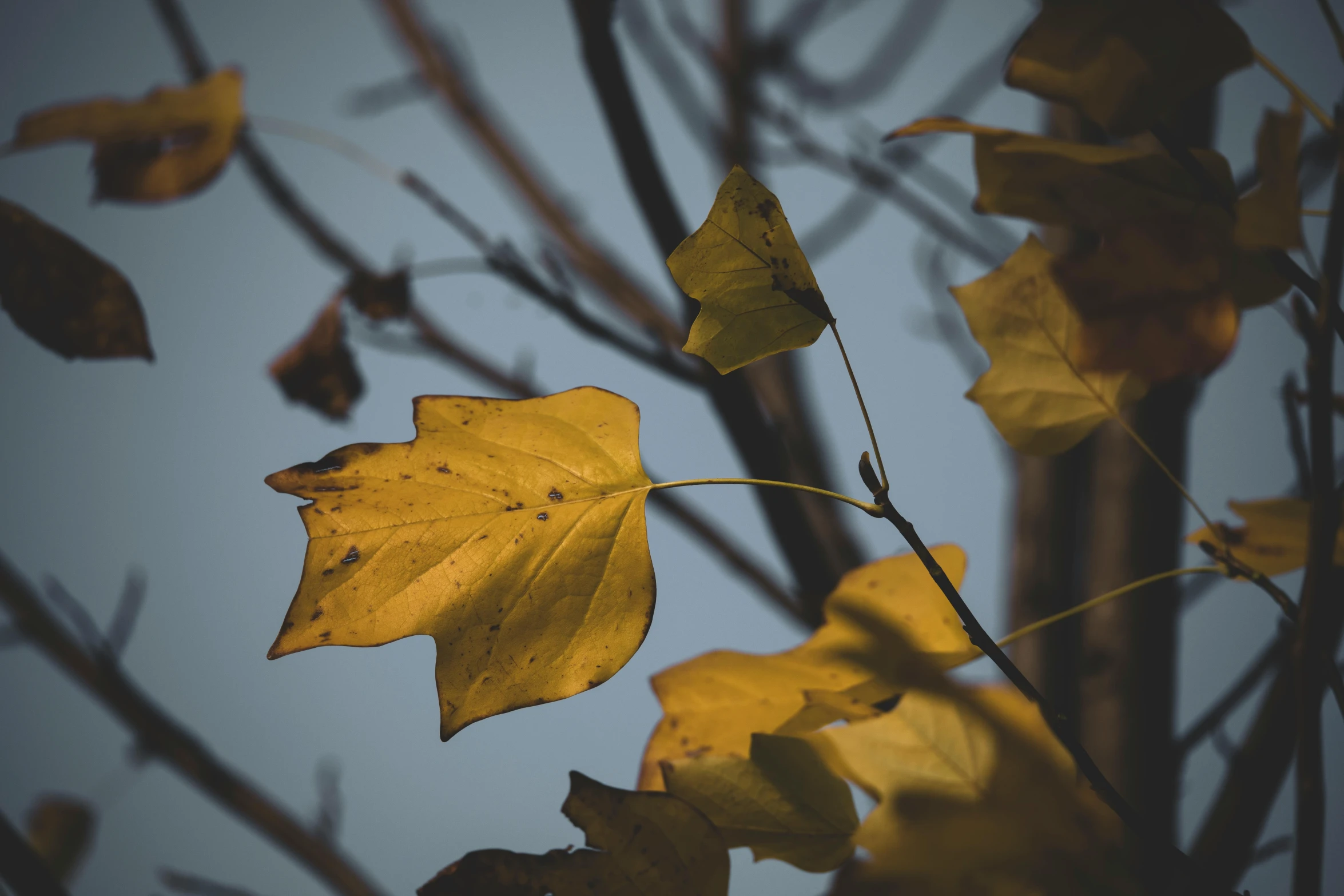 a tree nch with several leaves hanging down on it