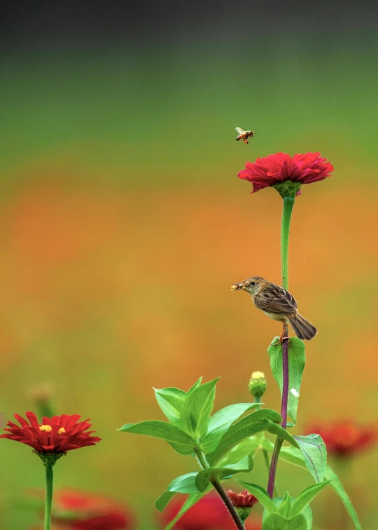 a red flower with some small birds on it