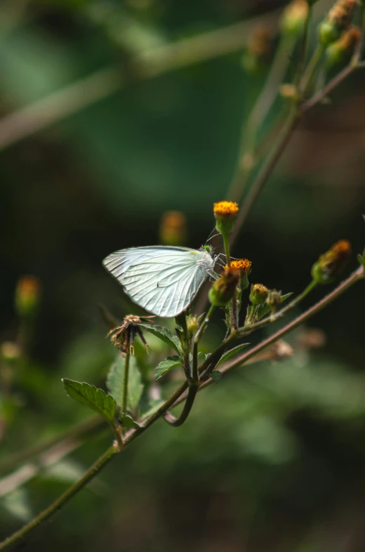 the small erfly is resting on the small flower