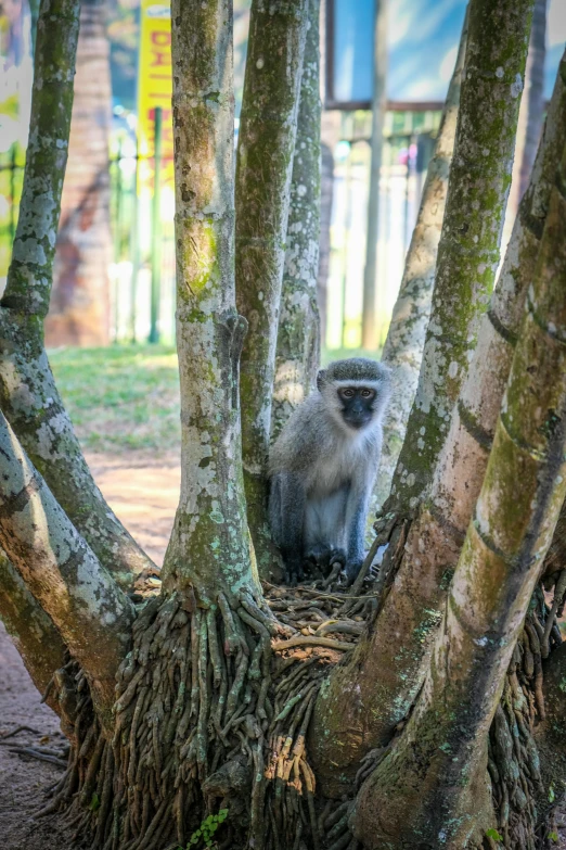 the monkey is sitting in the thicket of the trees