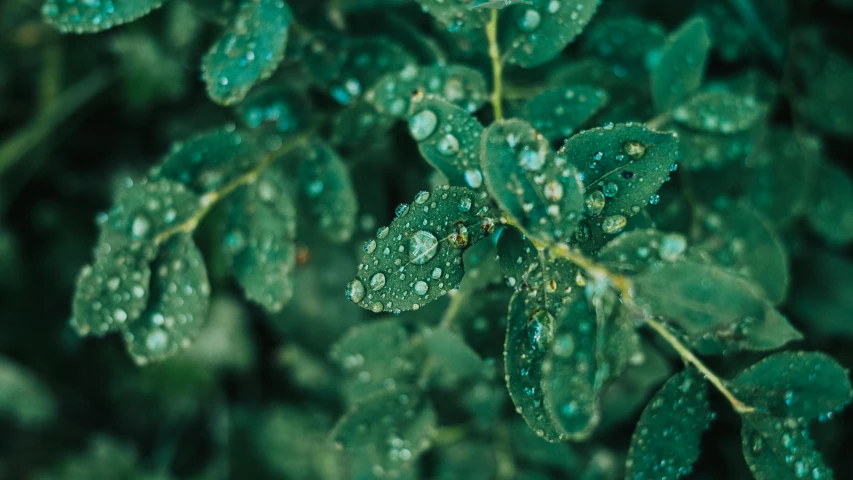 water drops on green leaves with green stems