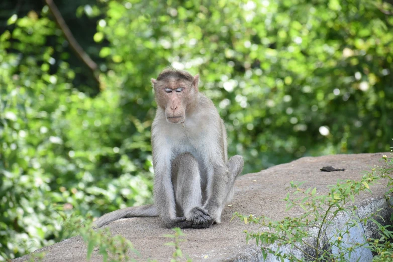 a monkey sitting on top of a rock