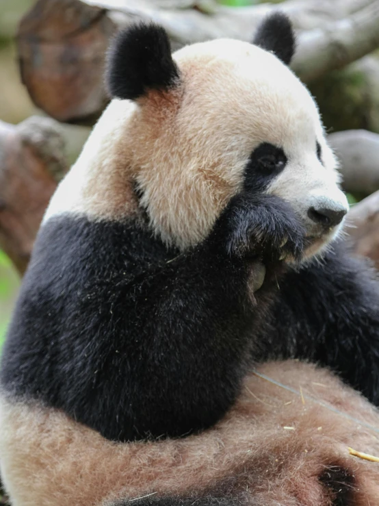 a black and white panda bear eating food