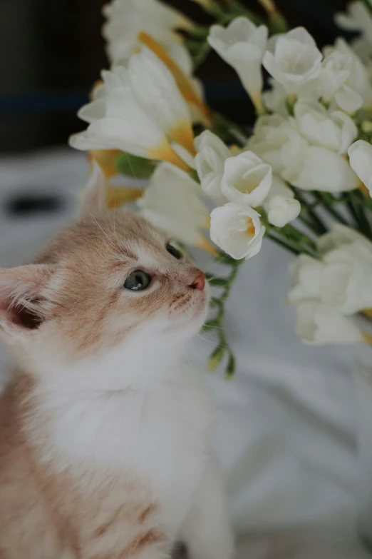 a small cat stands in front of some flowers