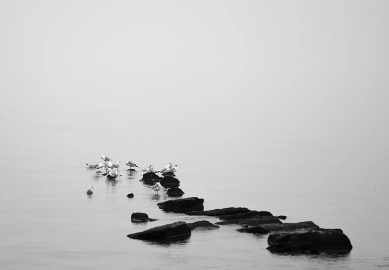 a group of birds standing in the water