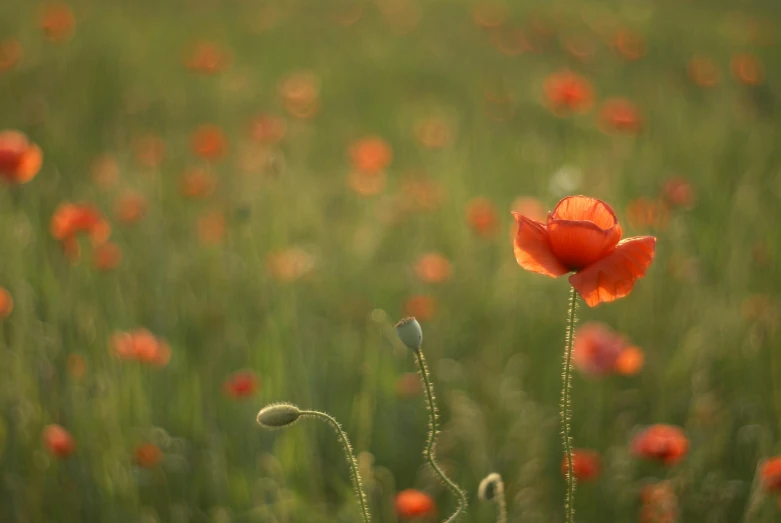 a poppy in the middle of a field of grass