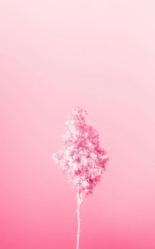 a lone tree standing on a field in pink