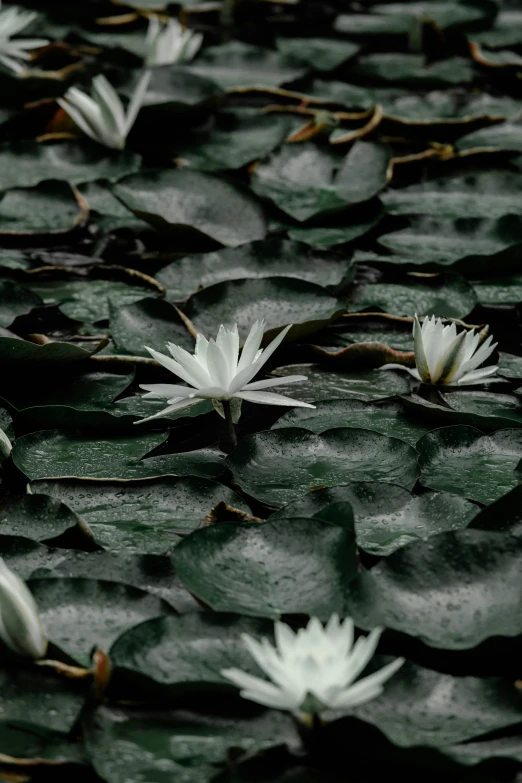 a few white water lilies sitting on top of a pond