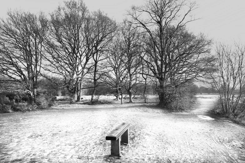 a park bench next to trees in the middle of winter