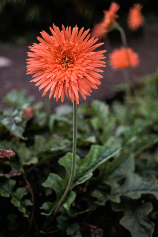 an image of a flower in the middle of nowhere