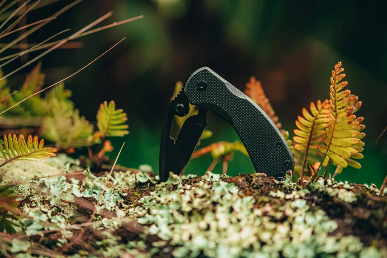 a knife in the woods covered with moss and berries