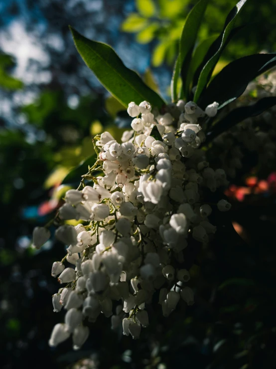 a close up view of some flowers on a tree