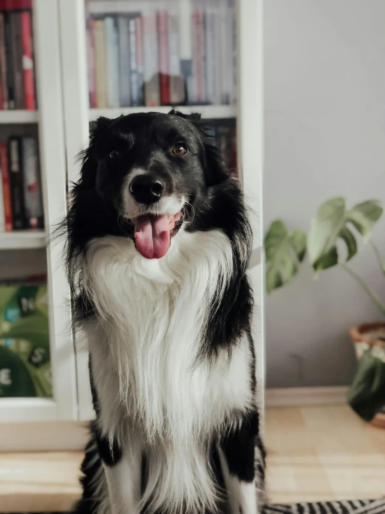 a dog poses on the floor with its tongue out