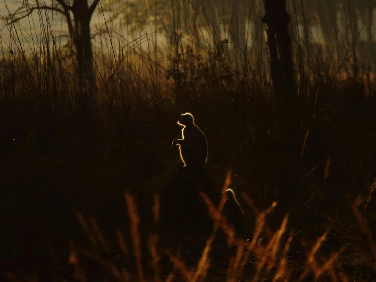 man walking through an area with tall grass