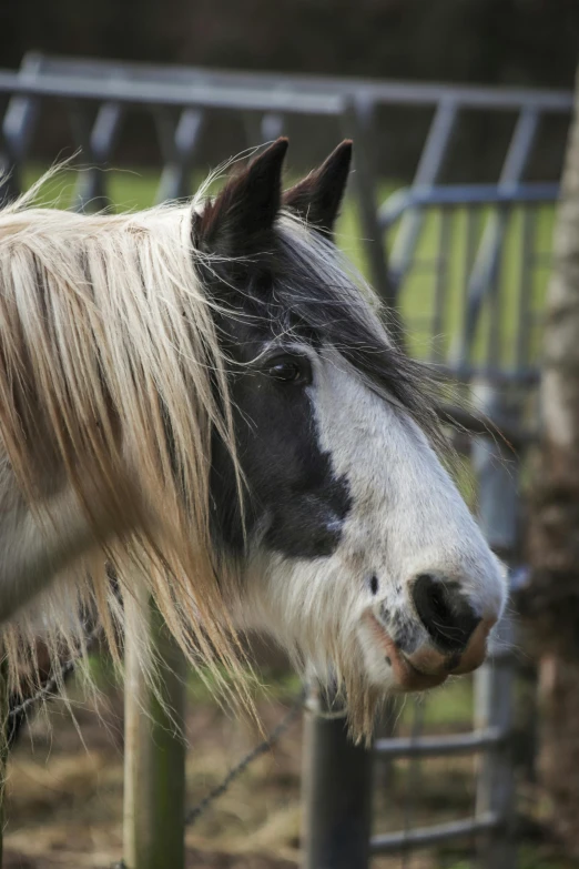 a small horse that is in the dirt