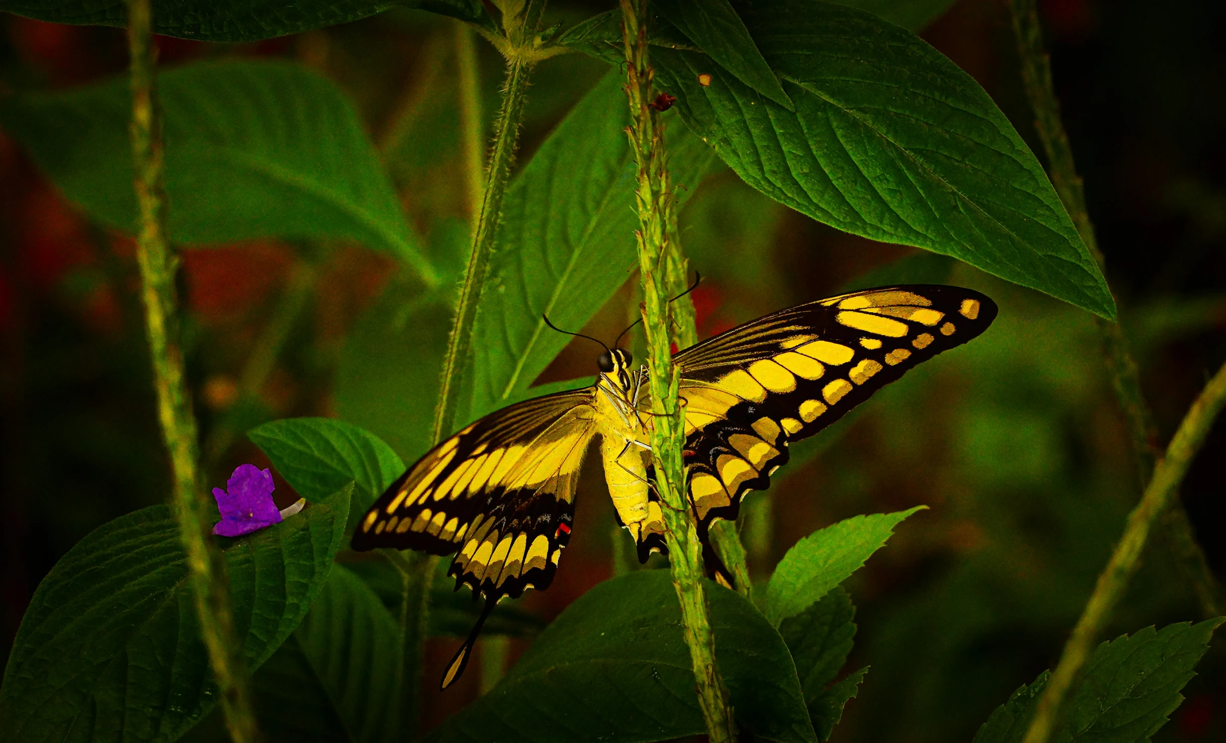 a yellow erfly sits on a purple flower