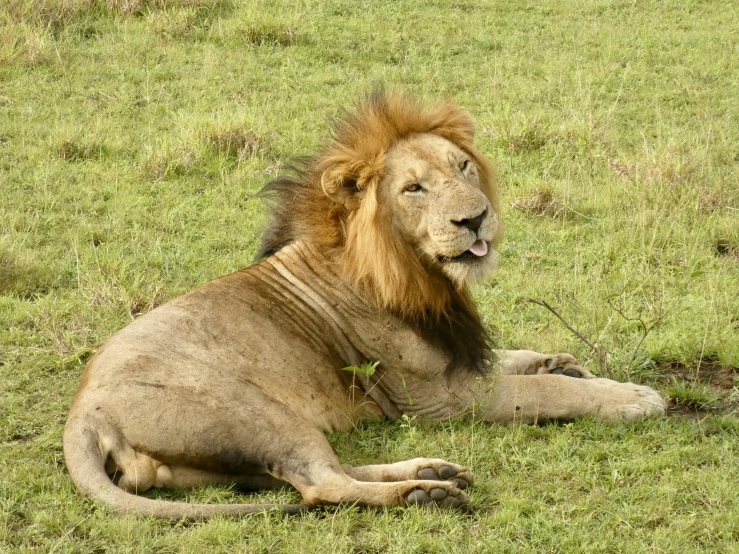 a large adult lion sitting in the grass