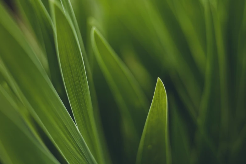 a leafy green plant with very thin leaves