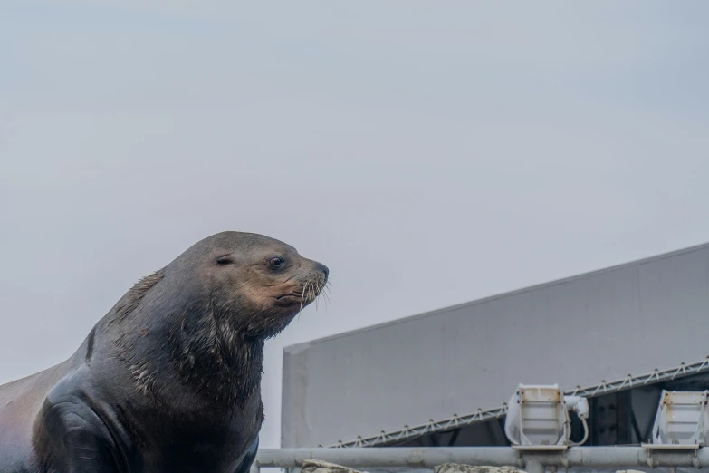 a sea lion standing next to another one