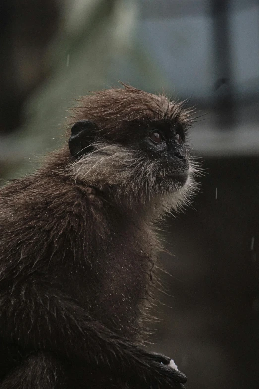 a monkey is staring straight ahead while it sits on its back