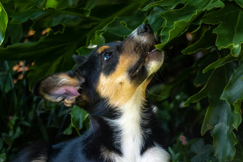 a black and brown dog looks upward with his eyes open