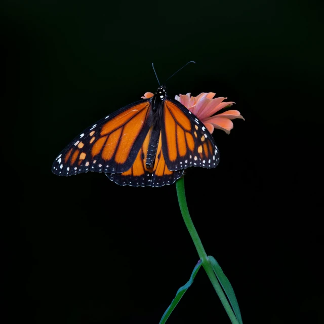 a monarch erfly sits on top of a pink flower