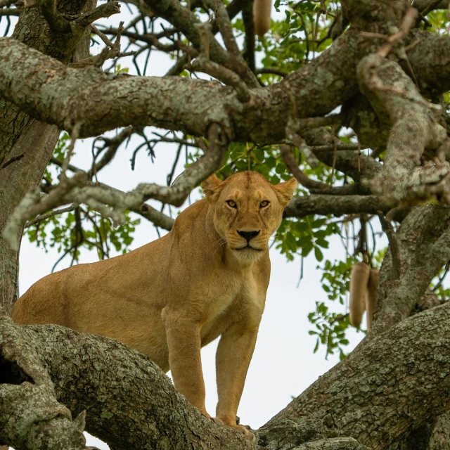 a lion standing on a tree nch looking into the distance