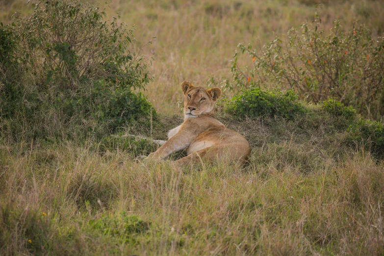 a lion in the grass near bushes