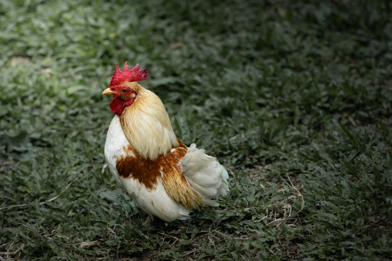 a rooster with brown and white feathers walking on grass