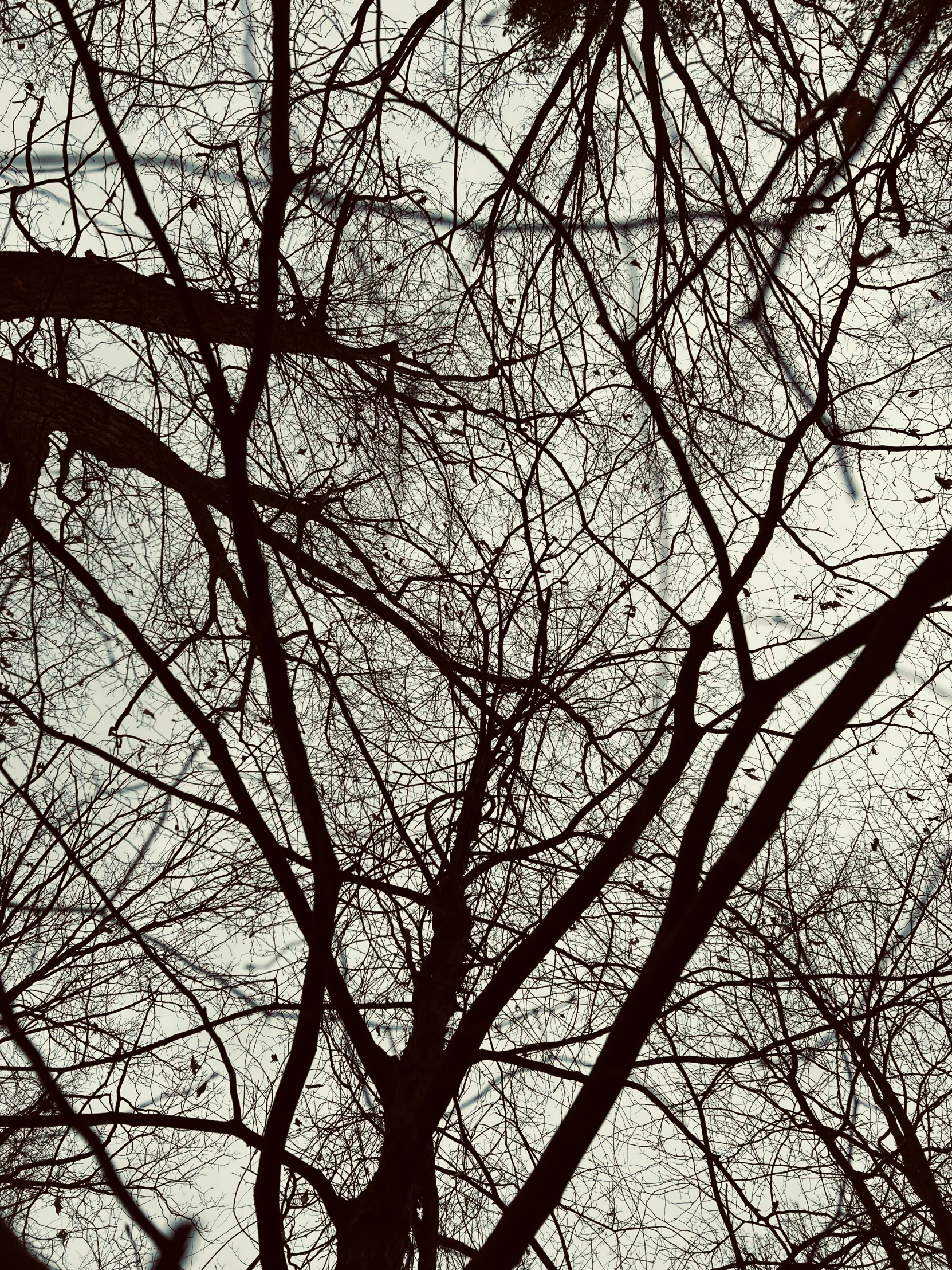 the nches of a tree are silhouetted against the sky