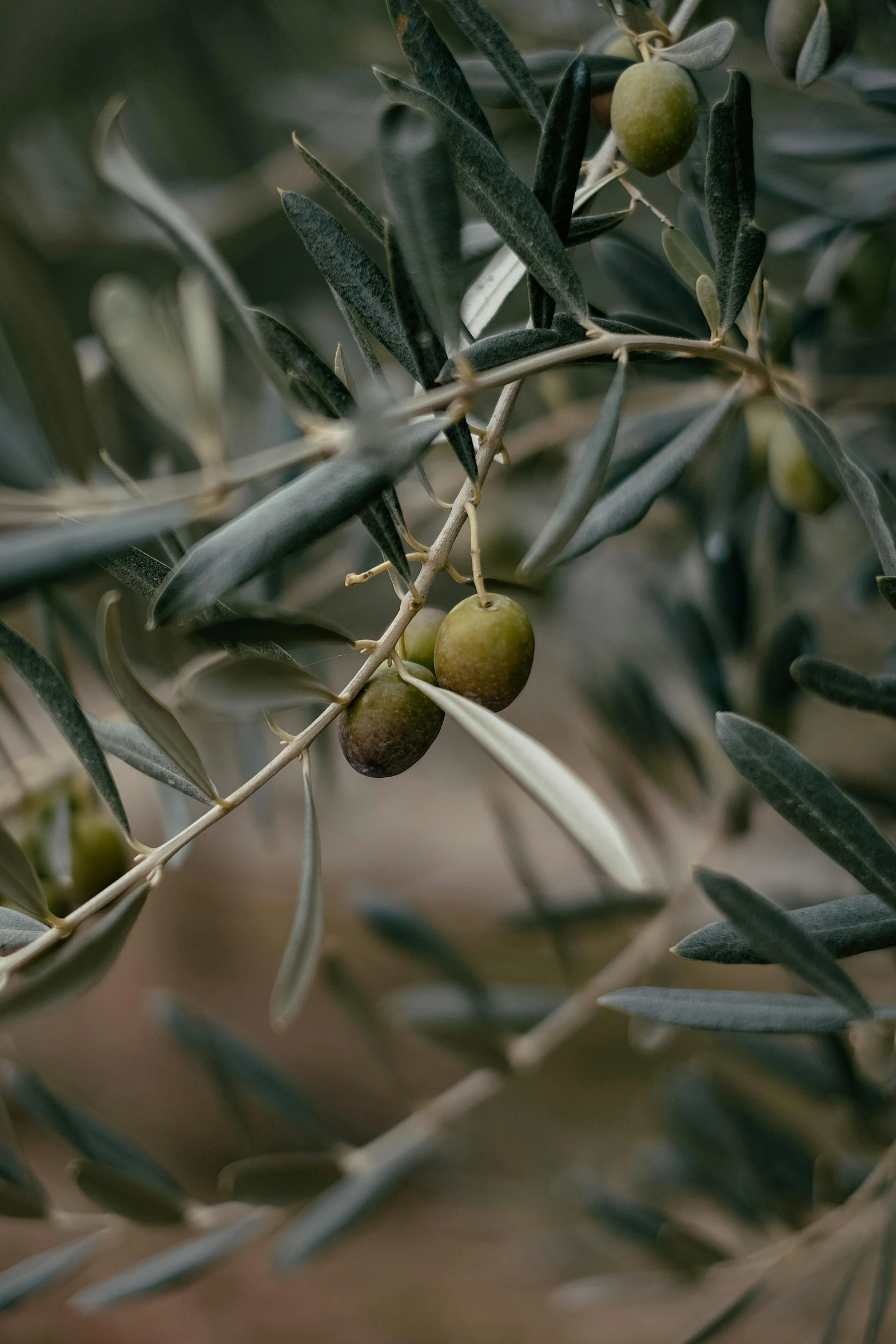 an olive tree with green leaves and tiny olives